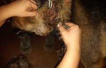 «Он гнил заживо»: в Ярославле зоозащитники спасают собак из «семейного концлагеря»