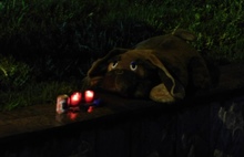 Жители Рыбинска принесли на место гибели собаки игрушки и свечи