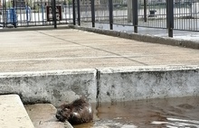 «Так это он нижегородскую плотину строил?»: в Ярославле на Речном вокзале поселился бобр