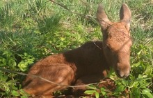 В Ярославской области спасли брошенного матерью лосенка