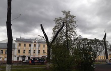 В центре Ярославля уродуют деревья