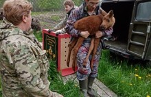 Новорожденных лосят отправили из Ярославля в Костромскую область