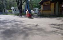 «Это у вас валяется»: в ярославском парке дети играют по соседству с дохлой крысой