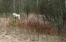В ярославских лесах появился лось-альбинос