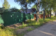 Прилег у забора: в Ярославле к жилым домам пришел кабан