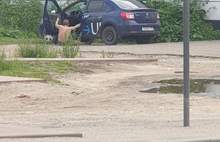 «Выпал из-за руля»: в Ярославле на видео попал инцидент с машиной такси