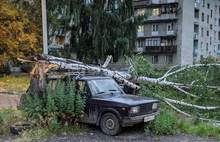 В Ярославле ураганный ветер повалил несколько деревьев: фото