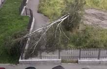 В Ярославле ураганный ветер повалил несколько деревьев: фото