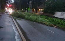 Деревья падали на машины: ярославцы делятся фото грозы и урагана