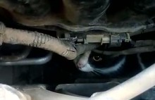 Кот прокатился по Ярославлю под капотом авто
