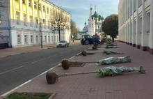 В Ярославле вместо погибших лип сажают клены