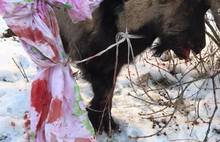 «Собака оказалась козой»: в Ярославле прошла спасательная операция