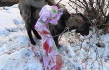 «Собака оказалась козой»: в Ярославле прошла спасательная операция