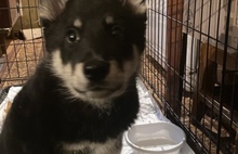 В Ярославле зоозащитники просят помощи в спасении щенка