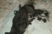 «По щиколотку в кипятке пыталась спасти кошек и собаку»: коммунальная трагедия в Ярославле