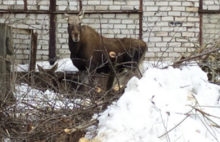 По Рыбинску гуляют лоси