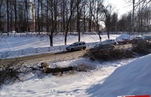 В Ярославле с болезнью деревьев решили бороться кардинально – вырубкой