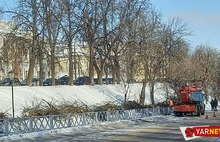 В Ярославле с болезнью деревьев решили бороться кардинально – вырубкой