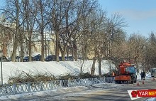 В Ярославле с болезнью деревьев решили бороться кардинально – вырубкой