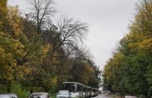 В Ярославле с болезнью деревьев решили бороться кардинально – вырубкой
