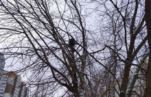 В Ярославле пропавшего енота нашли на дереве