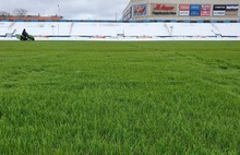 В Ярославле на стадионе «Шинник» зазеленела трава