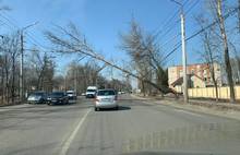 В Ярославле Тутаевское шоссе может быть перекрыто упавшим деревом