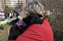 В Переславле впервые прошла акция по пристройству бездомных животных