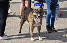 В Переславле впервые прошла акция по пристройству бездомных животных