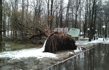 В Ярославле сильный ветер валит деревья