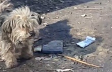 «Это чудо»: жительница Ярославля нашла пропавшую почти четыре года назад собаку