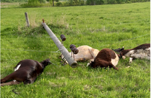 «Дочку чудом не убило»: в Ярославской области стадо коров погибло от удара током