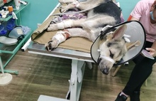 Ярославцы всем миром спасают собаку с перерубленными лапами