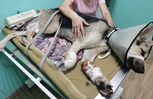 Ярославцы всем миром спасают собаку с перерубленными лапами