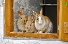 Ярославский губернатор снова обещает разводить кроликов в Данилове