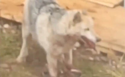 Ярославская полиция нашла хозяина участка, где отрубили лапу собаке