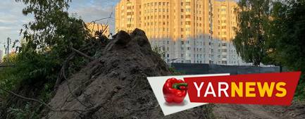 В Ярославле на месте березовой рощи могут построить дом в 24 этажа