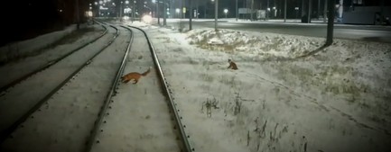 В Ярославле лисы остановили трамвай – видео 