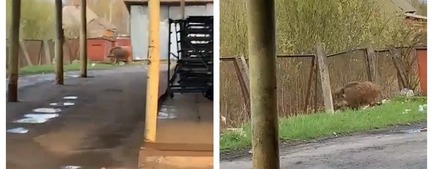 В ярославском министерстве прокомментировали видео с гуляющим кабаном