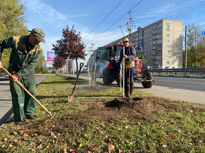 На Московском проспекте в Ярославле провели посадку яблонь