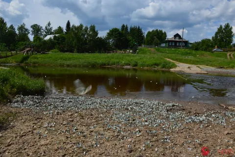 Лето в Ярославской области напоминает библейские египетские казни. С фото