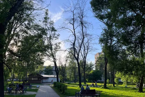 Ярославцы жалуются на опасные деревья в парке