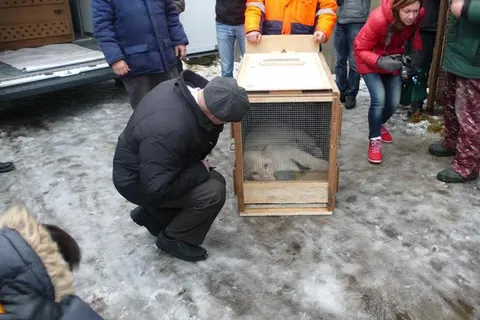 Ярославский зоопарк отправил в Иваново двух белых львят