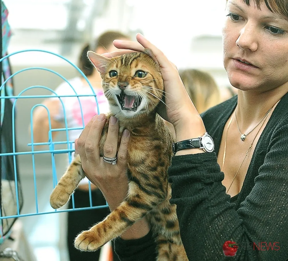 В Ярославле прошла международная выставка кошек. Фоторепортаж
