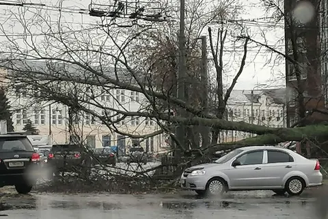 В Ярославле ураган повалил деревья: затруднено движение на проспекте Ленина