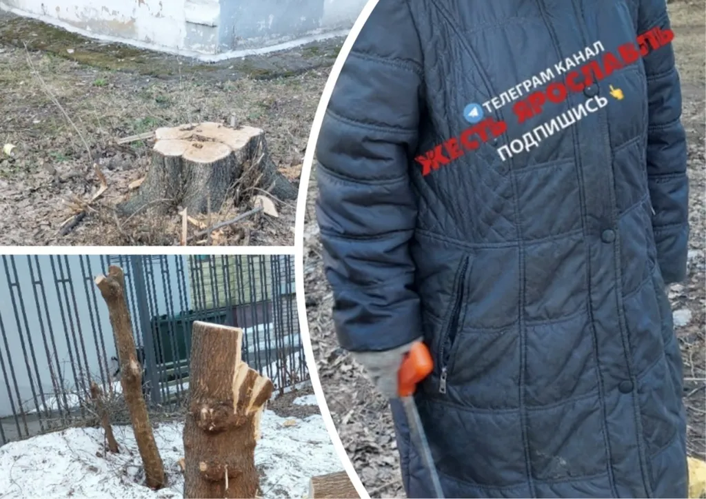 «Изъята пила»: полицейские в Ярославле установили пенсионерку-пилильщицу