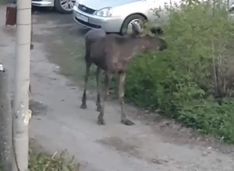 Бегавшего по центру Ярославля лосенка вернули в лес
