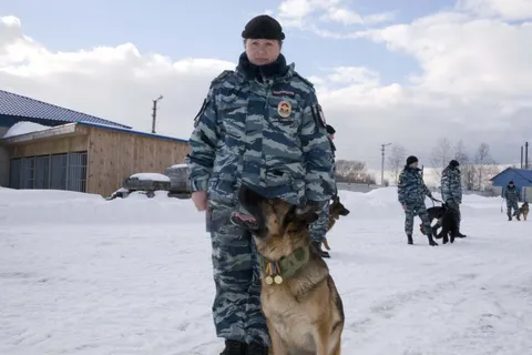 В Ярославле двумя боевыми медалями наградили овчарку