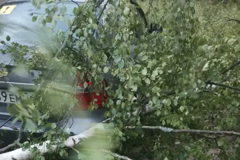 В Ярославле ураганный ветер повалил несколько деревьев: фото