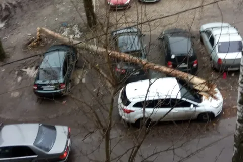 В Ярославле на припаркованные на газоне машины рухнуло дерево